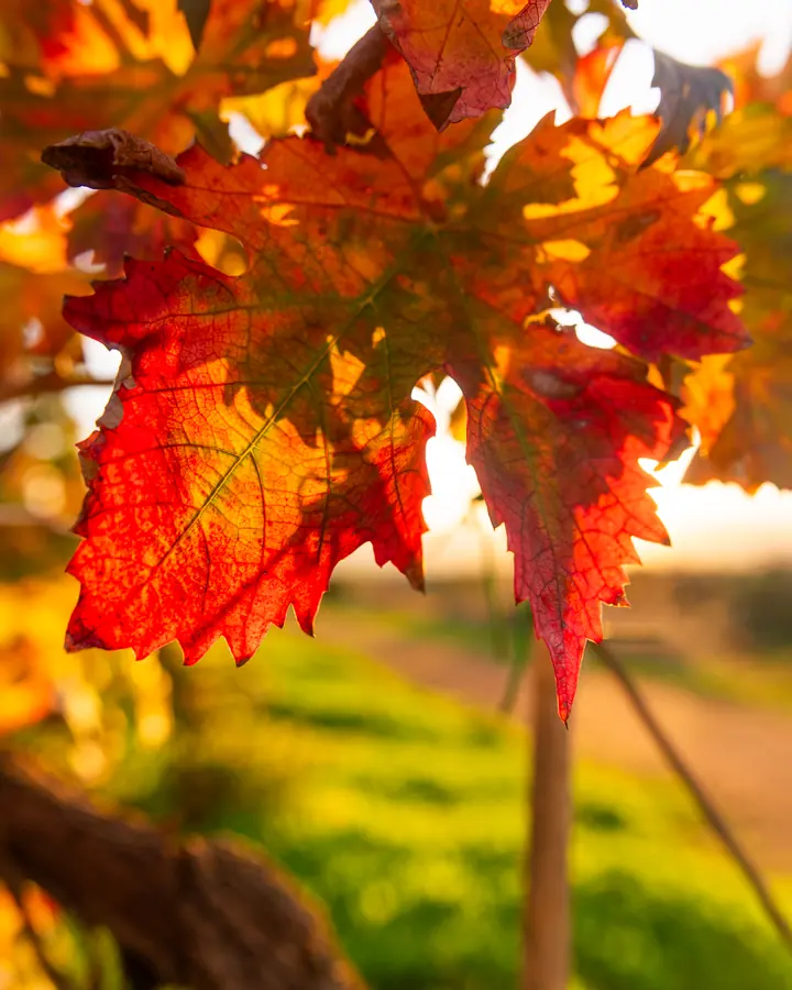 Foglie di vite rosse controluce nel vigneto di contrada Ciriaco