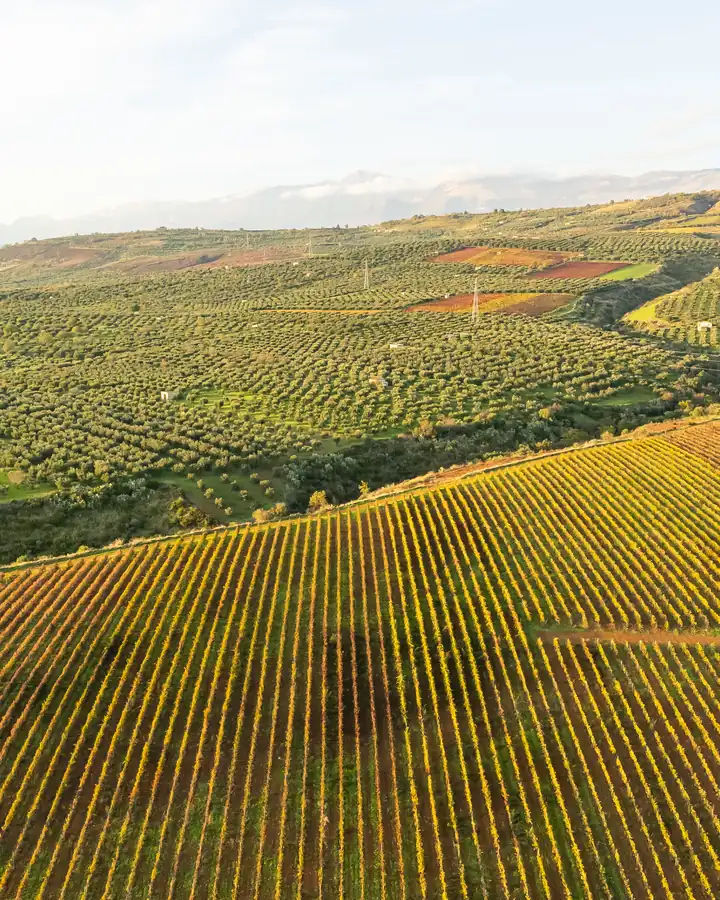 I filari del vigneto visti dall'alto, sulle colline della piana di Cammarata